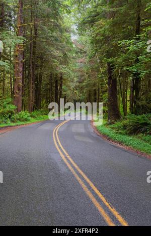 Im Olympic National Park in Washington schlängelt sich die Straße durch den Wald Stockfoto