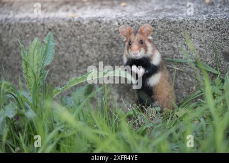 Europäischer Hamster (Cricetus cricetus), ausgewachsen, stehend auf Hinterbeinen, Wien, Österreich Stockfoto