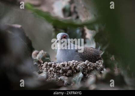 Diamanttaube (Geopelia cuneata), ausgewachsen im Nest, in Gefangenschaft, kommt in Australien vor. Stockfoto