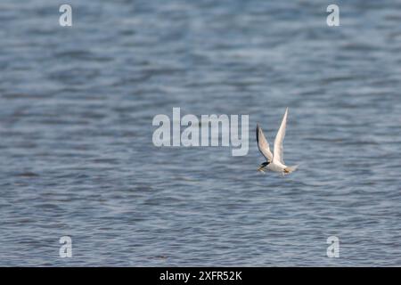 Seeschwalbe (Sternula antillarum) in der Flugjagd, Cape Cod, Massachusetts, USA. Juli. Stockfoto