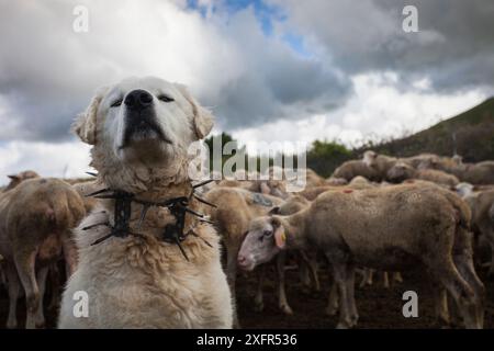 Maremma Schäferhund tragen traditionelle Anti-wolf Stachelhalsband, lokal als "vreccale" bekannt. Nationalpark Gran Sasso, Abruzzen, Italien, Juni. Stockfoto