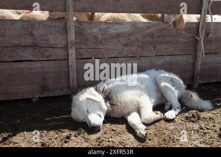 Maremma-Schäferhund, der sich im traditionellen Anti-Wolf-Stachelhalsband befindet, das lokal als „Vreccale“ bekannt ist. Gran Sasso Nationalpark, Abruzzen, Italien, Juni. Stockfoto