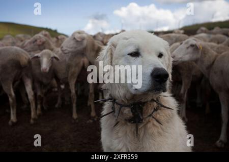 Maremma Schäferhund tragen traditionelle Anti-wolf Stachelhalsband, lokal als "vreccale" bekannt. Nationalpark Gran Sasso, Abruzzen, Italien, Juni. Stockfoto