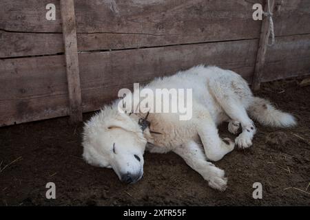 Maremma-Schäferhund, der sich im traditionellen Anti-Wolf-Stachelhalsband befindet, das lokal als „Vreccale“ bekannt ist. Gran Sasso Nationalpark, Abruzzen, Italien, Juni. Stockfoto