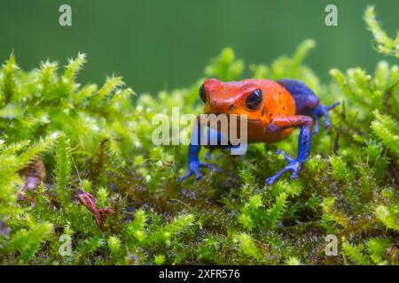 Erdbeer-Giftdartfrosch (Oophaga pumilio - auch bekannt als Dendrobates pumilio) La Selva Field Station, Costa Rica. Stockfoto