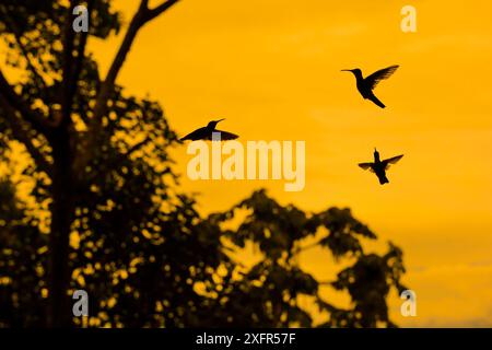 Veilchensabrewing Kolibri (Campylopterus hemileucurus) Männchen territorialer Kampf bei Sonnenaufgang, Turrialba, Costa Rica. Stockfoto