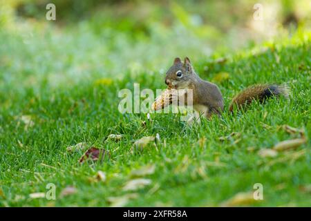 Amerikanisches Rotes Eichhörnchen (Tamiasciurus hudsonicus), das sich an Samen von Douglasien (Pseudotsuga menziesii) in Kegel, Montana, USA ernährt. Stockfoto