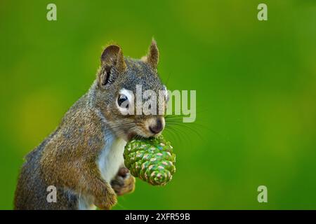 Amerikanische Eichhörnchen (Tamiasciurus hudsonicus) sammeln, Douglasien (Pseudotsuga menziesii), Montana, USA. Stockfoto