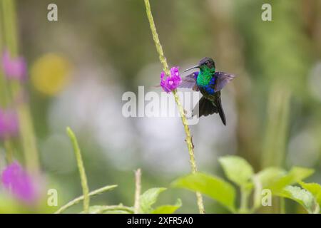 Veilchen gekrönte Waldnymphe Kolibri ( Thalurania colombica) männlich, Besuch Porterweed (Stachytarpheta sp.) Talamanische Bergwälder, Costa Rica. Stockfoto