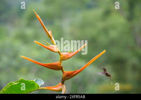 Kolibris (Phaethornis striigularis), der sich von Heliconia-Blüten (Heliconia latispatha) ernährt. La Selva, Costa Rica. Stockfoto