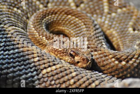 Nahaufnahme einer Aruba-Insel-Klapperschlange (Crotalus durissus unicolor), einer giftigen Grubenviper von der Karibikinsel Aruba Stockfoto