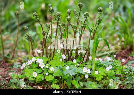 Sauerampfer (Oxalis acetosella) und Farn, Nationalpark Bayerischer Wald, Deutschland, Mai. Stockfoto