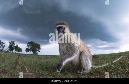 Rotmeeraffen (Cercopithecus aethiops), das mit einer Fernkamera aufgenommen wurde, mit neugieriger Neugier zusieht. Maasai Mara National Reserve, Kenia. Stockfoto