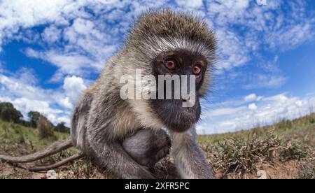 Vervet Affe (Cercopithecus aethiops) Weibchen und Baby, das neugierig schaut – ferngesteuerte Kameraperspektive. Maasai Mara National Reserve, Kenia. Stockfoto