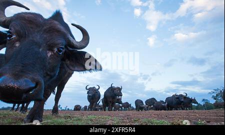 Cape Buffalo (Syncerus Caffer) Jugendliche nähern sich der Fernkamera mit Neugier, Maasai Mara National Reserve, Kenia. Juli 2014. Stockfoto