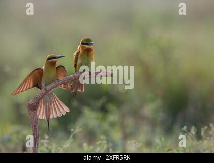 Blauschwanzbienenfresser (Merops philippinus) sind in der Nähe des Ranganathittu Bird Sanctuary, Karnataka, Indien. Stockfoto