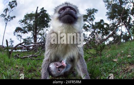 Vervet Affe (Cercopithecus aethiops) Weibchen und Baby beobachten mit Neugier, ferngesteuerte Kameraperspektive. Masai Mara National Reserve, Kenia, Dezember 2013. Stockfoto