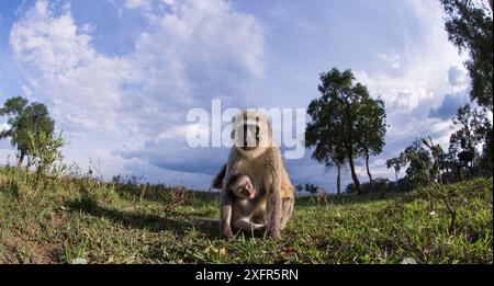 Vervet Affe (Cercopithecus aethiops) Weibchen und Baby beobachten mit Neugier, Fernkamera Perspektive, Maasai Mara National Reserve, Kenia. Stockfoto