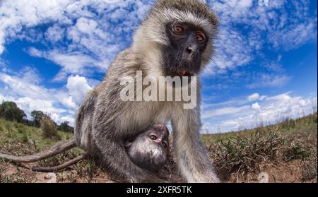 Vervet Affe (Cercopithecus aethiops) Weibchen und Baby, das neugierig schaut – ferngesteuerte Kameraperspektive. Masai Mara National Reserve, Kenia, Dezember. Stockfoto