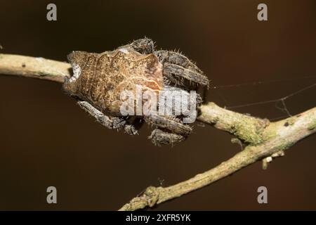 Tropische Zelt-Spinnen (Cyrtophora citricola) weiblich, Florida, USA, Mai. Stockfoto