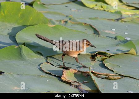 Bootsschwanzgrackle (Quiscalus Major) weibliche Insektensuche in Seerosenpolstern, Nord-Florida, USA Stockfoto