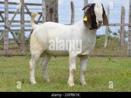 Männliche Boer-Ziege in Brasilien. Die Buren sind eine Rasse, die in Südafrika entwickelt wurde Stockfoto