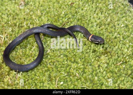 Südliche Ringhalsschlange (Diadophis punctatus punctatus) Nord-Florida, USA. Kontrollierte Bedingungen. Stockfoto