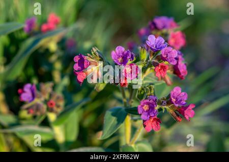 Nahaufnahme von blühenden Blüten-Lungenkraut (Pulmonaria officinalis) am sonnigen Frühlingstag. Selektiver Fokus. Stockfoto