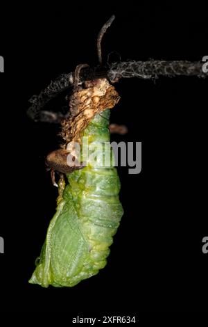 Uber den Metamorphoseprozess des Einfleckenprepona-Schmetterlings (Archeoprepona demophon). Captive kommt in Mittel- und Südamerika vor. Sequenz 4 von 7 Stockfoto