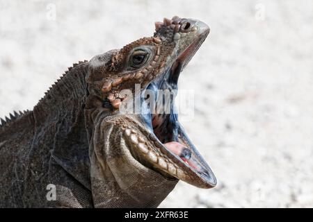 Nashorn Iguana (Cyclura cornuta) Gähnen in der Bedrohungsschau, Isla Cabritos, Dominikanische Republik. Stockfoto