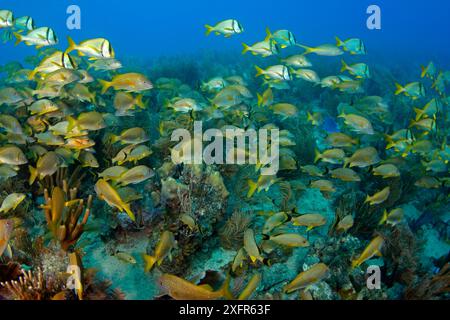 Korallenriff mit gemischten Fischschwärmen einschließlich Schweinefleisch (Anisotremus virginicus), Blauriped Grunt (Haemulon sciurus), Jardines de la Reina, Kuba Stockfoto