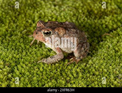 Fowler's Kröte (Anaxyrus fowleri) Florida, USA. Kontrolliertes Tier Stockfoto