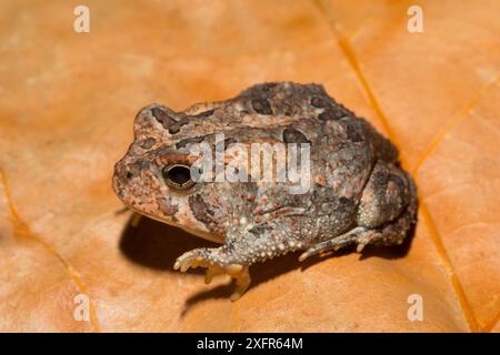 Fowler's Kröte (Anaxyrus fowleri) Florida, USA, August. Kontrollierte Bedingungen. Stockfoto