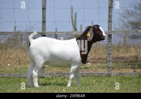 Schöne weibliche Buren Ziegen auf der Farm Stockfoto