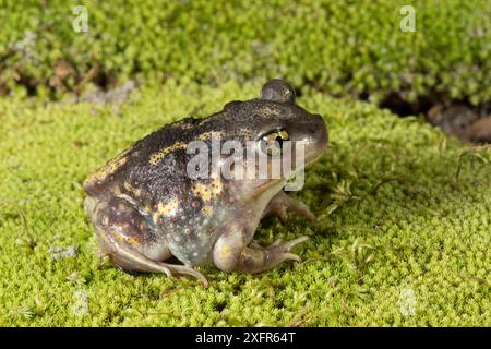 Östliche Spadefoot Kröte (Scaphiopus holbrookii) Florida, USA, August. Kontrollierte Bedingungen. Stockfoto