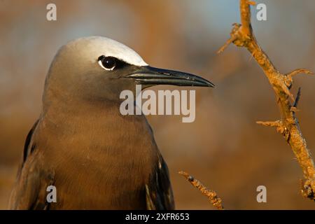 Porträt eines braunen Noddy (Anous stolidus) in Cayos Siete Hermanos, Montecristi, Dominikanische Republik. Stockfoto