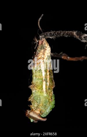 Uber den Metamorphoseprozess des Einfleckenprepona-Schmetterlings (Archeoprepona demophon). Captive kommt in Mittel- und Südamerika vor. Sequenz 3 von 7 Stockfoto