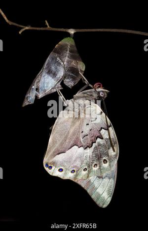 Einfleckiger Prepona-Schmetterling (Archeoprepona demophon). Captive kommt in Mittel- und Südamerika vor. Sequenz 7 von 7 Stockfoto