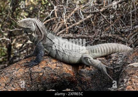 Ricord's Leguan (Cyclura ricordi) männlich, der sich in der Sonne sonnt, Isla Cabritos, Lago Enriquillo, Dominikanische Republik. Stockfoto