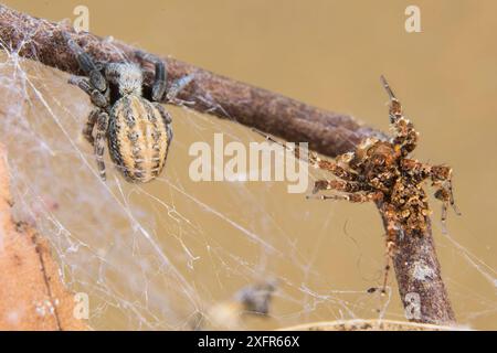 Dandy Jumping Spinnen (Portia schultzi) Jagd auf eine Spinne (Stegodyphus mimosarum) KwaZulu-Natal, Südafrika Stockfoto