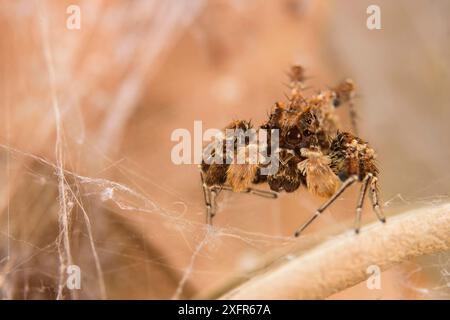 Dandy jumping Spider (Portia schultzi) Kwazulu-Natal, Südafrika Stockfoto