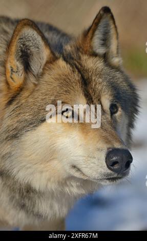 Nordwestwolf (Canis Lupus occidentalis) Porträt, Gefangener kommt im Nordwesten der USA und Kanadas vor. Stockfoto