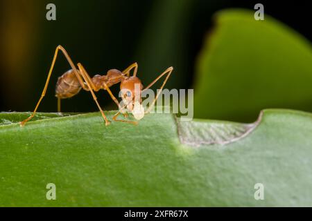 Weaver Ameisen (Oecophylla smaragdina) arbeiten am Baunest, mit Larven Seide herzustellen, die Blätter zusammenklebt, Sabah, malaysischer Borneo. Stockfoto