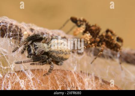 Dandy Jumping Spinnen (Portia schultzi) Jagd auf eine Spinne (Stegodyphus mimosarum) KwaZulu-Natal, Südafrika Stockfoto