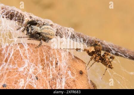 Dandy Jumping Spinnen (Portia schultzi) Jagd auf eine Spinne (Stegodyphus mimosarum) KwaZulu-Natal, Südafrika Stockfoto