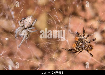 Dandy Jumping Spinnen (Portia schultzi) Jagd auf eine Spinne, KwaZulu-Natal, Südafrika Stockfoto