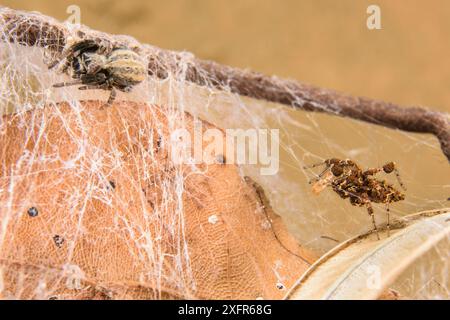 Dandy Jumping Spinnen (Portia schultzi) Jagd auf eine Spinne (Stegodyphus mimosarum) KwaZulu-Natal, Südafrika Stockfoto