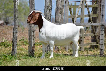 Schöne weibliche Buren Ziegen auf der Farm Stockfoto