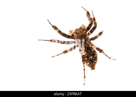 Dandy Jumping Spinnen (Portia schultzi) auf weißem Hintergrund, KwaZulu-Natal, Südafrika Stockfoto