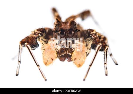 Dandy Jumping Spinnen (Portia schultzi) auf weißem Hintergrund, KwaZulu-Natal, Südafrika Stockfoto